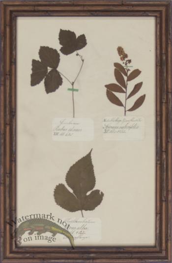 Herbarium BbF 34